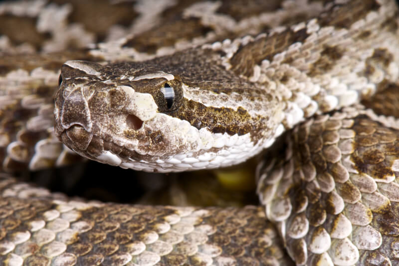 northern mohave rattlesnake image