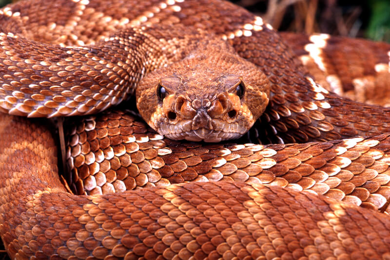 red diamond rattlesnake image