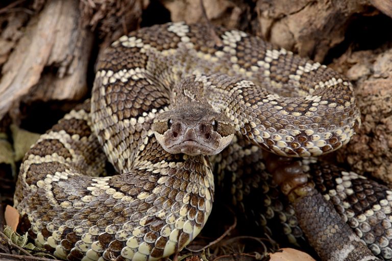 Rattlesnakes - Snake Bites On Dogs 