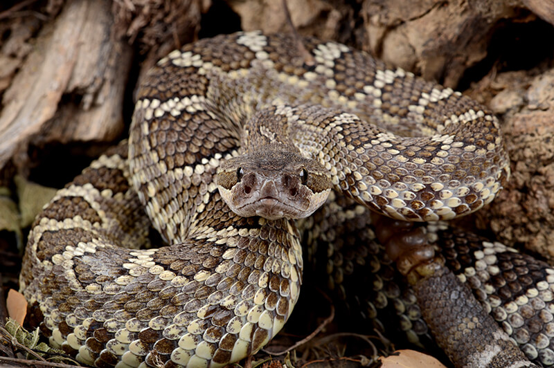 southern pacific rattlensnake image