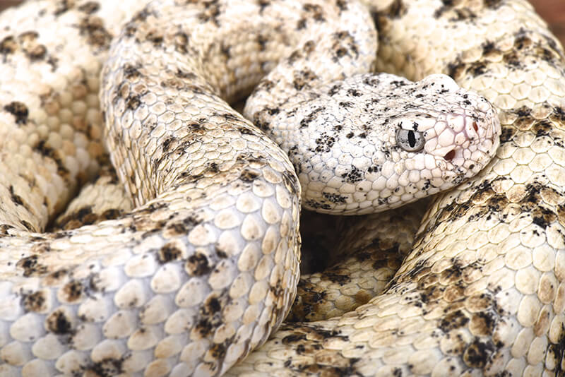 southwestern speckled rattlesnake image