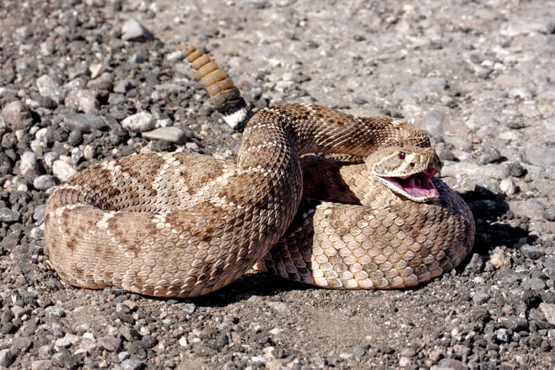 western diamondback rattlesnake image