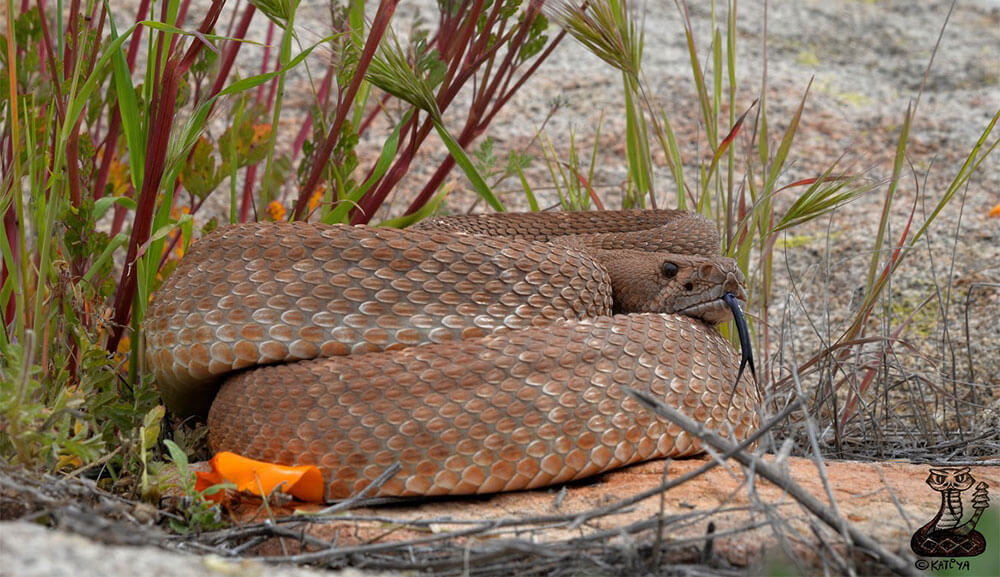 Rattlesnake