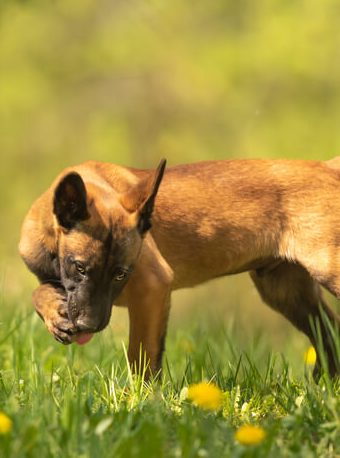 foxtails dogs