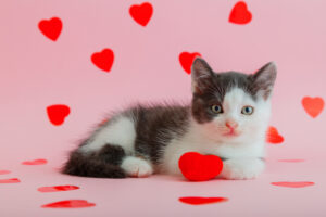 kitten lays on a pink surface with hearts