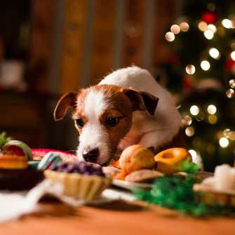 pet safety dog eating holiday food