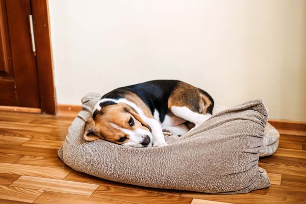 a sick beagle lies on a bed at its home