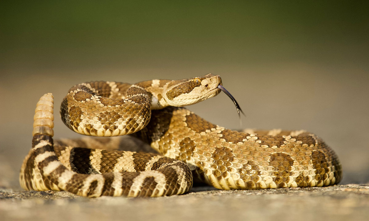 What to Do If Your Dog Gets Bitten by a Rattlesnake - EPIC Vets Temecula CA